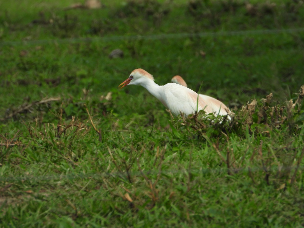 Western Cattle Egret - Jose Fernando Sanchez O.