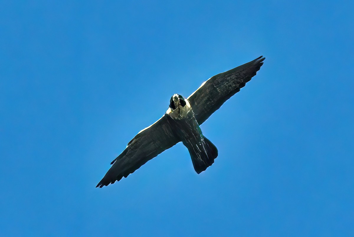 Peregrine Falcon - Alfons  Lawen
