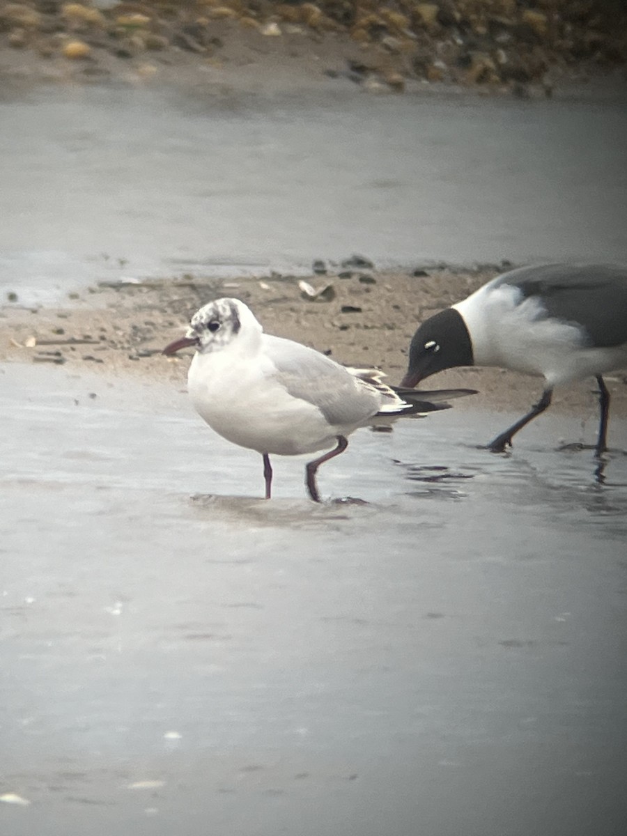 Mouette rieuse - ML619117752