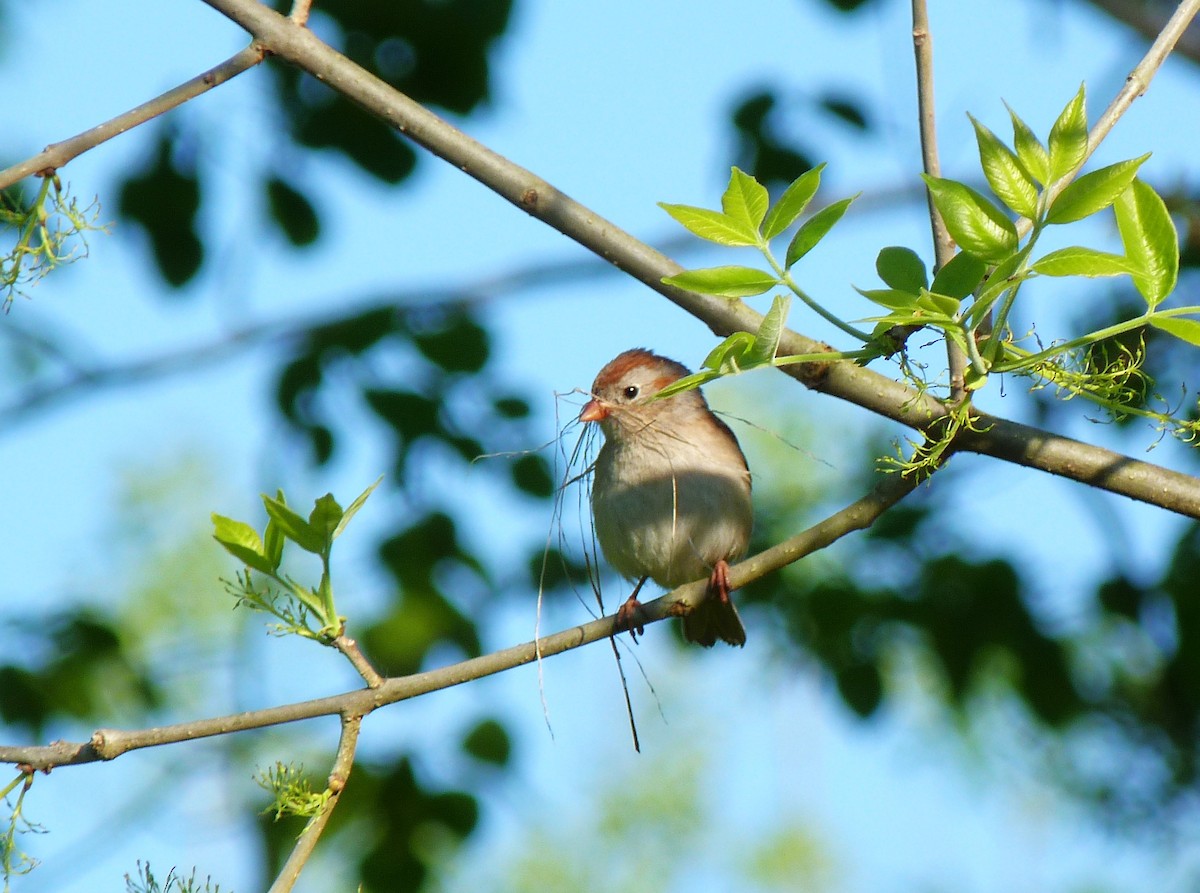 Field Sparrow - Tony Kurz