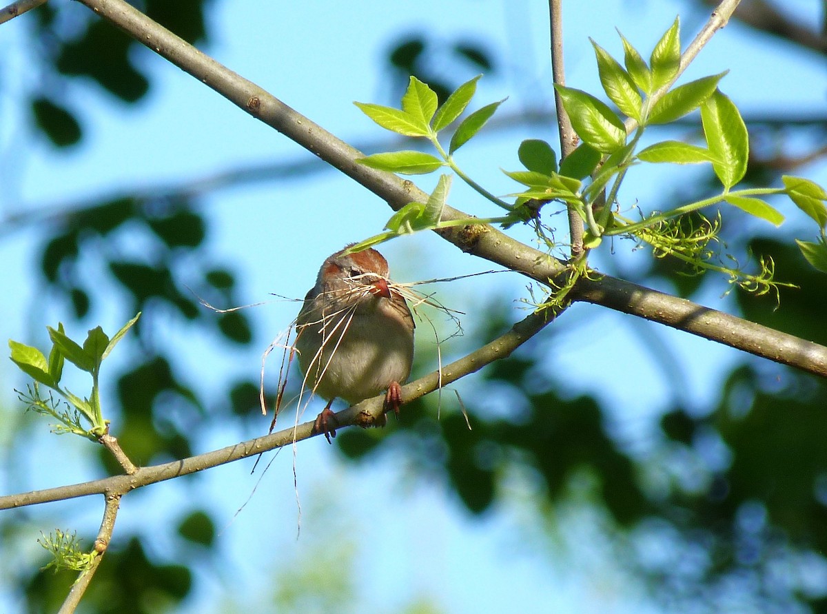 Field Sparrow - Tony Kurz