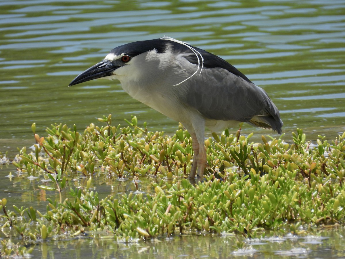 Black-crowned Night Heron - Chris Parsons