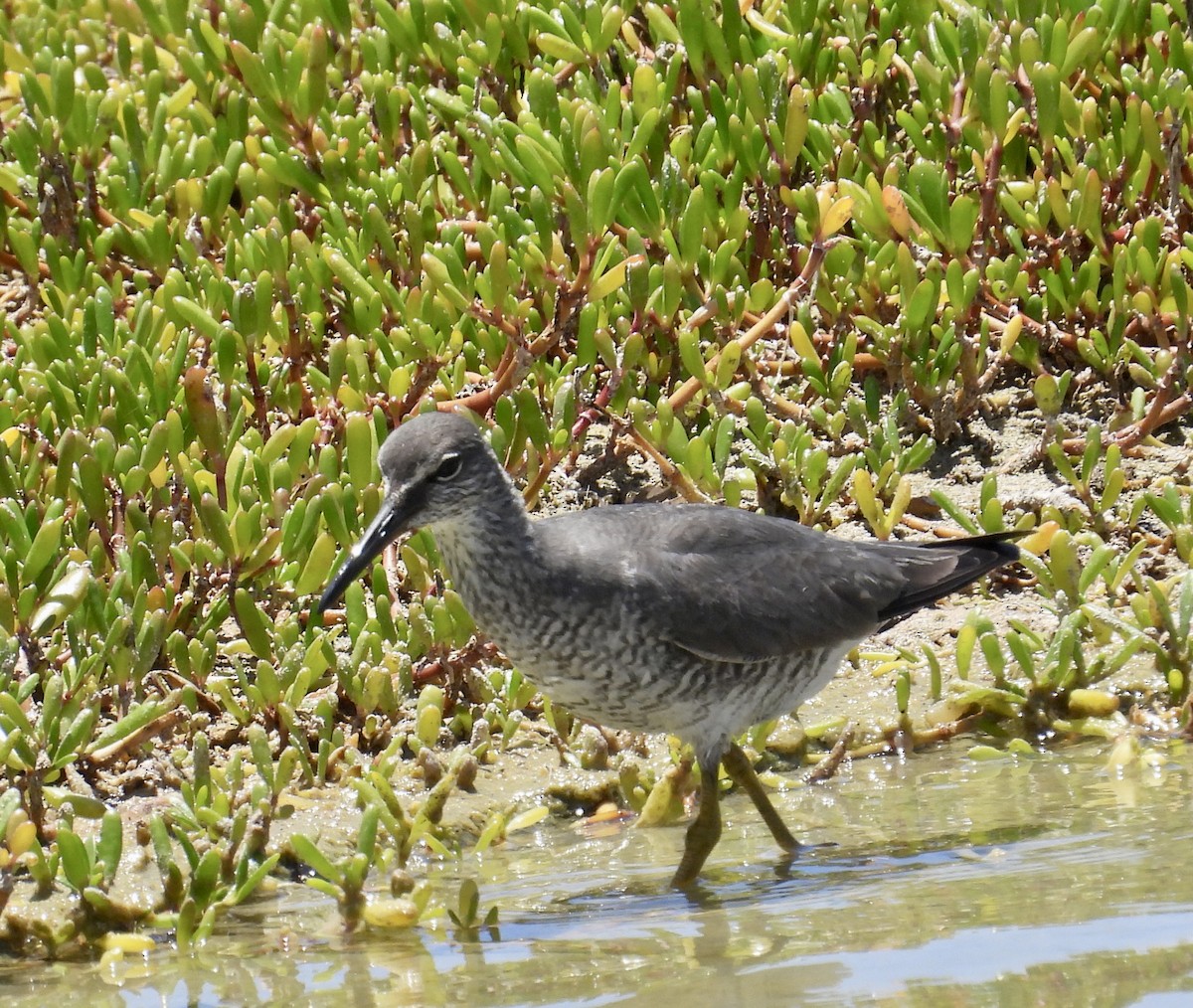 Wandering Tattler - Chris Parsons