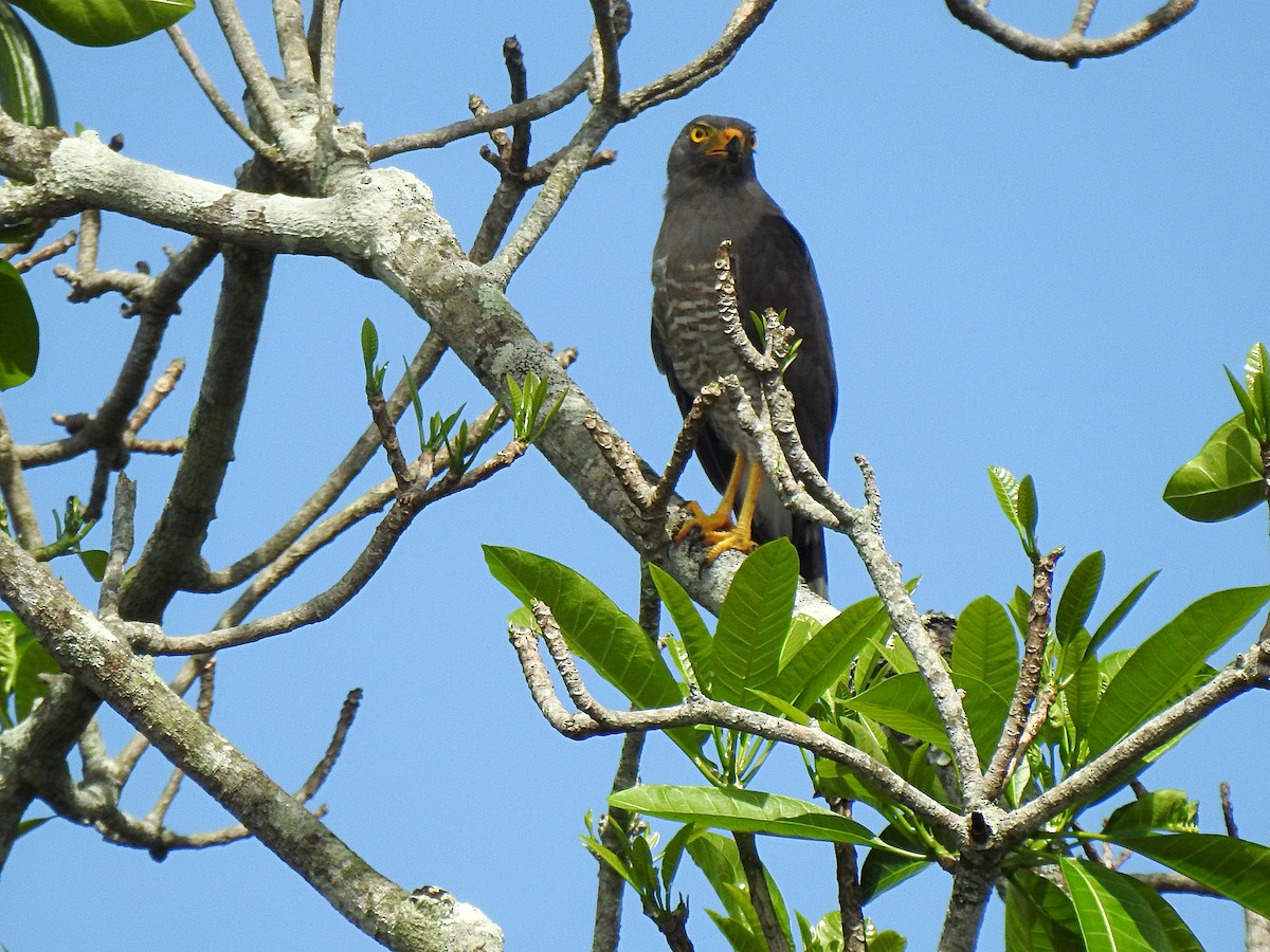 Roadside Hawk - Diana Alexandra Romero Poveda