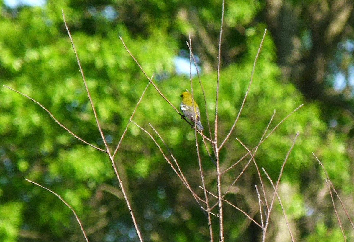 Blue-winged Warbler - Tony Kurz
