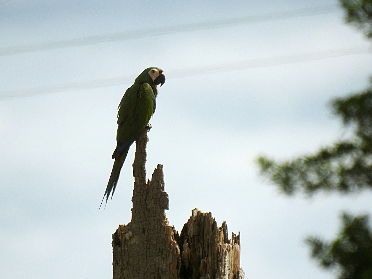 Chestnut-fronted Macaw - Diana Alexandra Romero Poveda