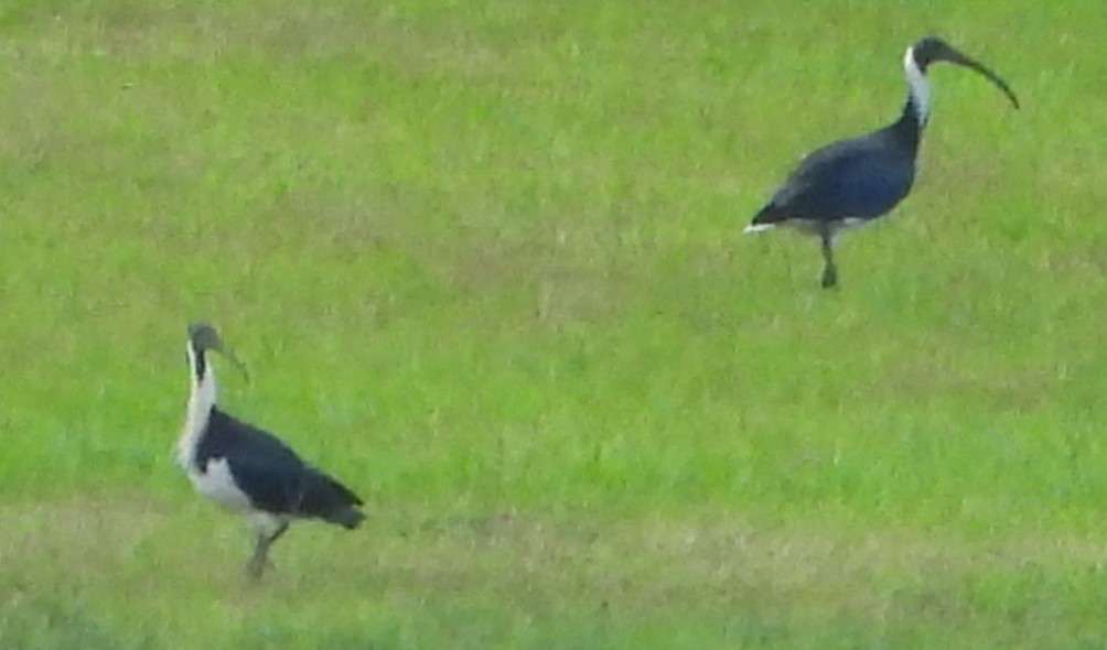 Straw-necked Ibis - Suzanne Foley