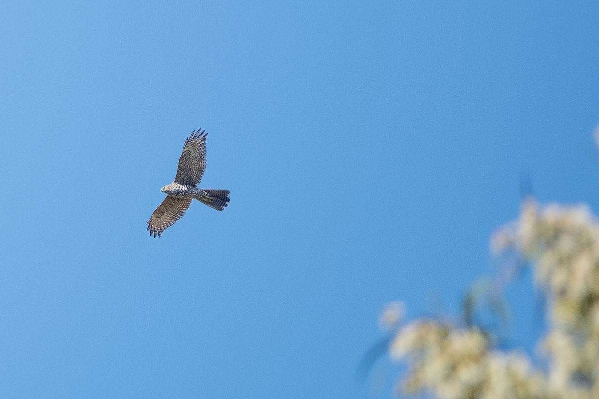 Brown Goshawk - Geoffrey Groom