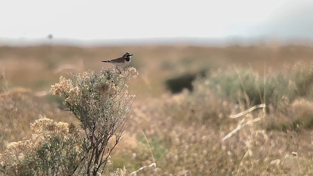 Horned Lark - ML619117817