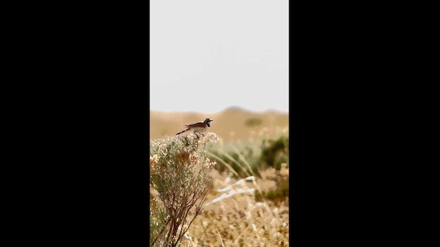 Horned Lark - ML619117818