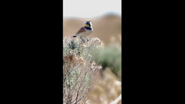 Horned Lark - ML619117819