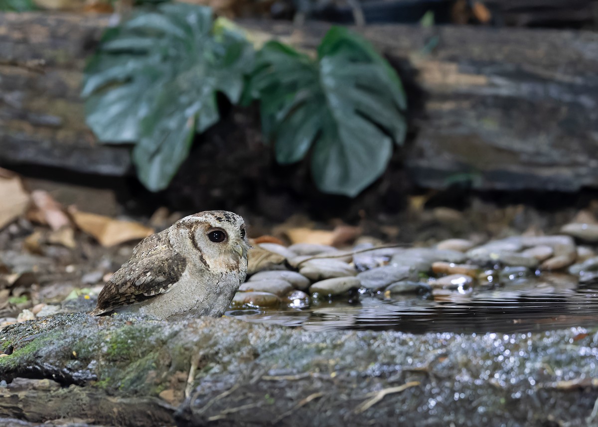 Collared Scops-Owl - Ayuwat Jearwattanakanok