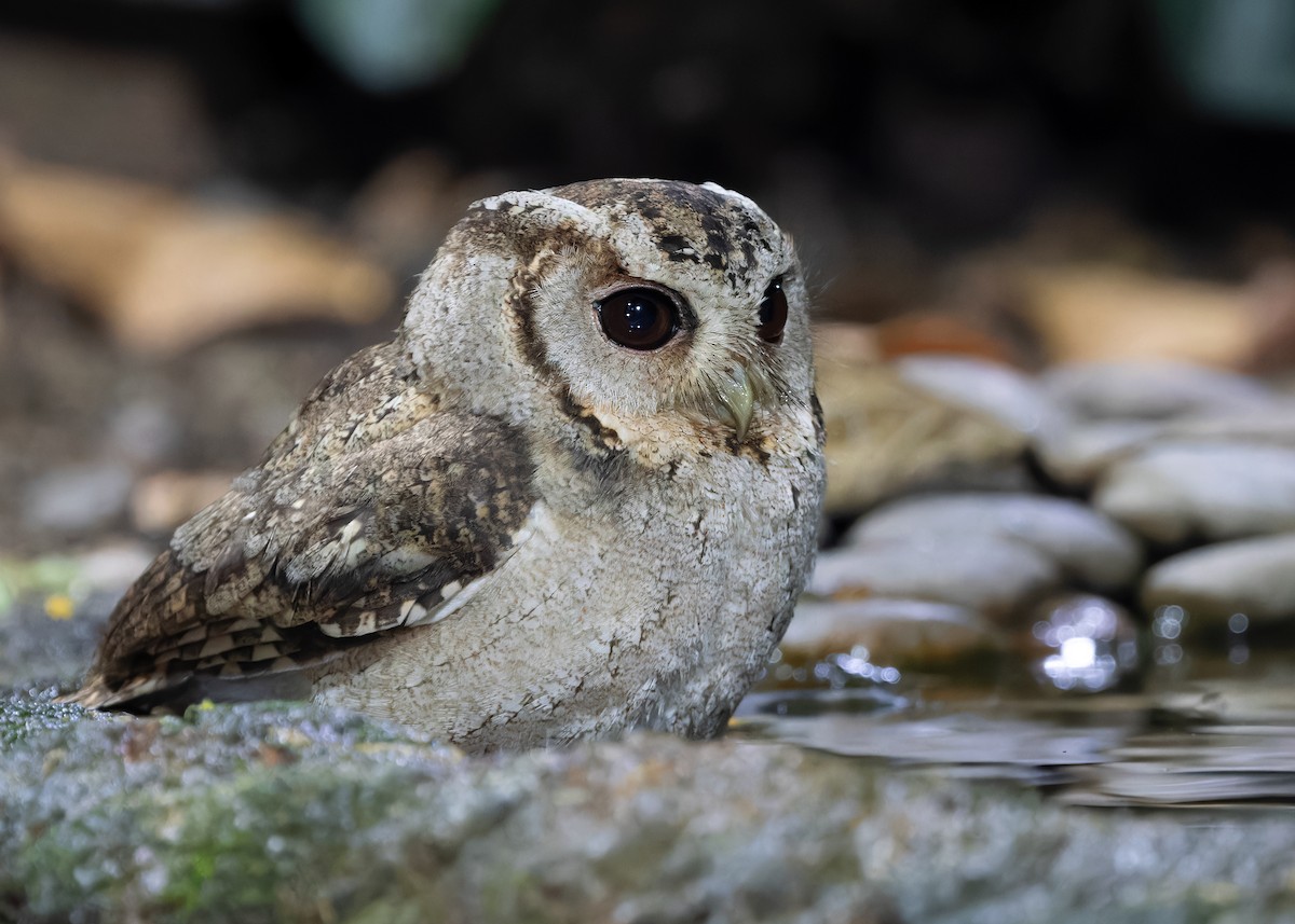 Collared Scops-Owl - Ayuwat Jearwattanakanok