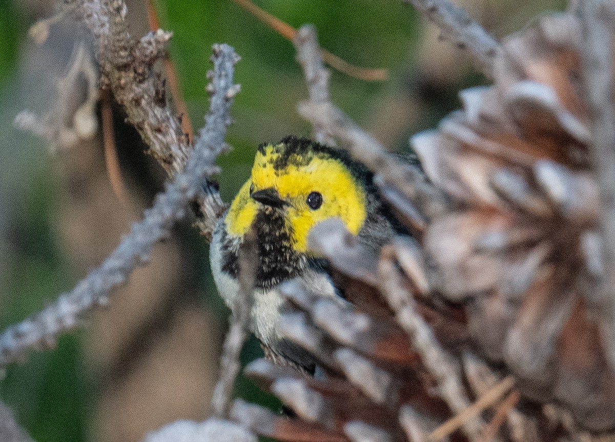 Hermit Warbler - Colin McGregor