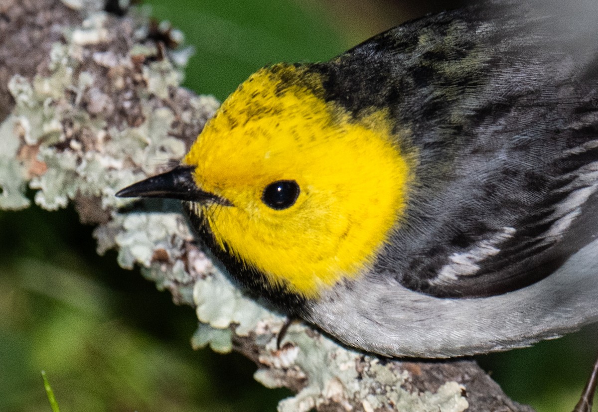 Hermit Warbler - Colin McGregor