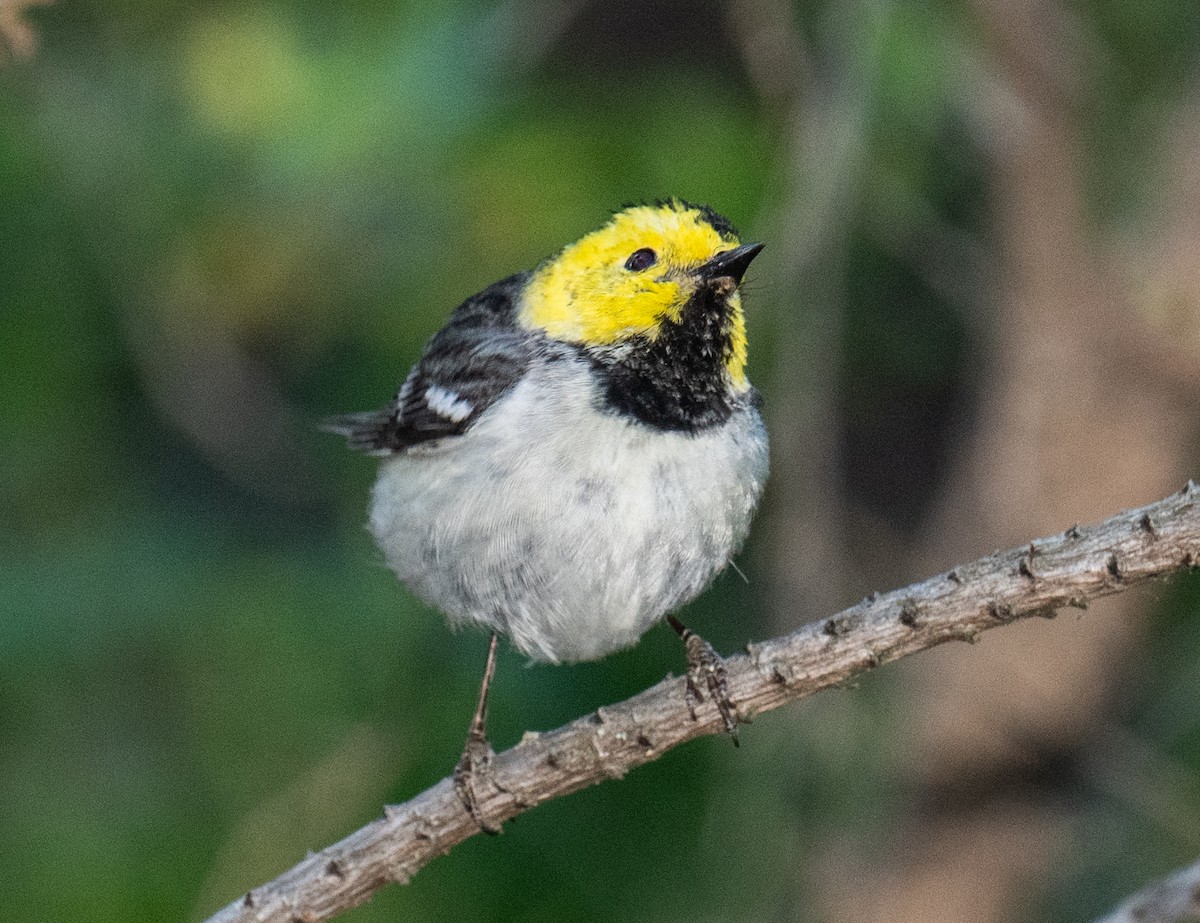 Hermit Warbler - Colin McGregor