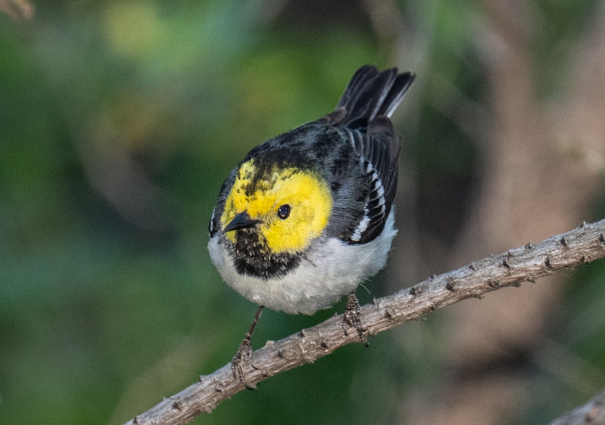 Hermit Warbler - Colin McGregor