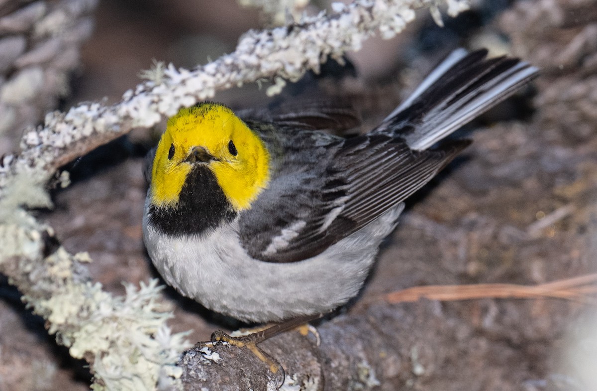 Hermit Warbler - ML619117870