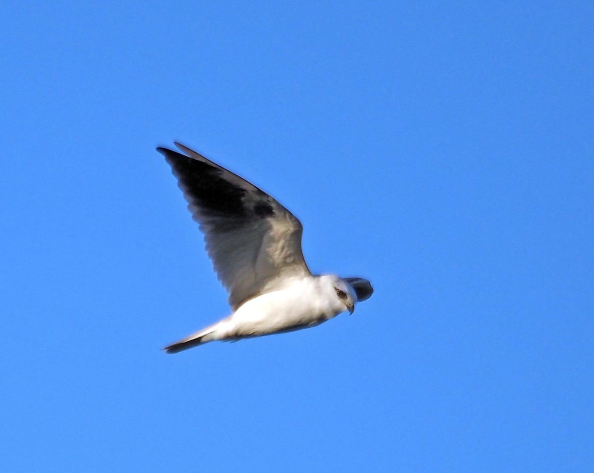 Black-shouldered Kite - Steve Law
