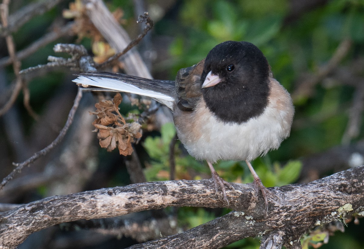 Dark-eyed Junco - ML619117874