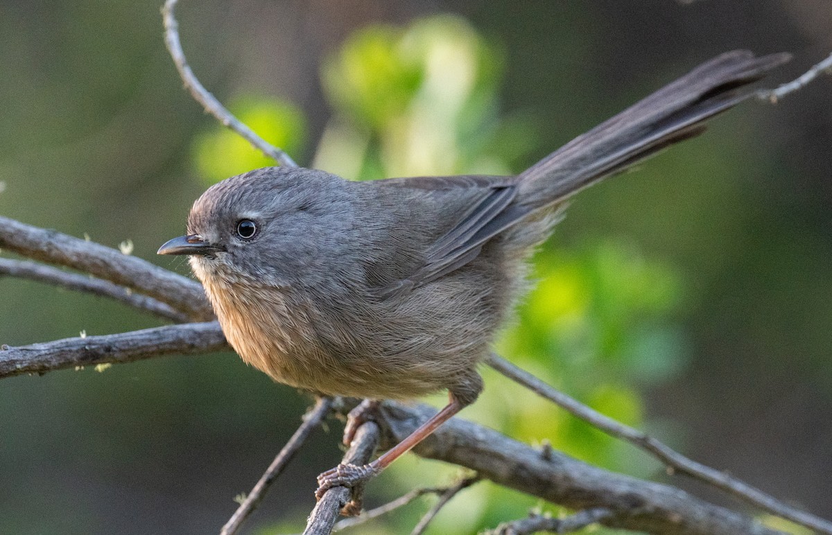 Wrentit - Colin McGregor