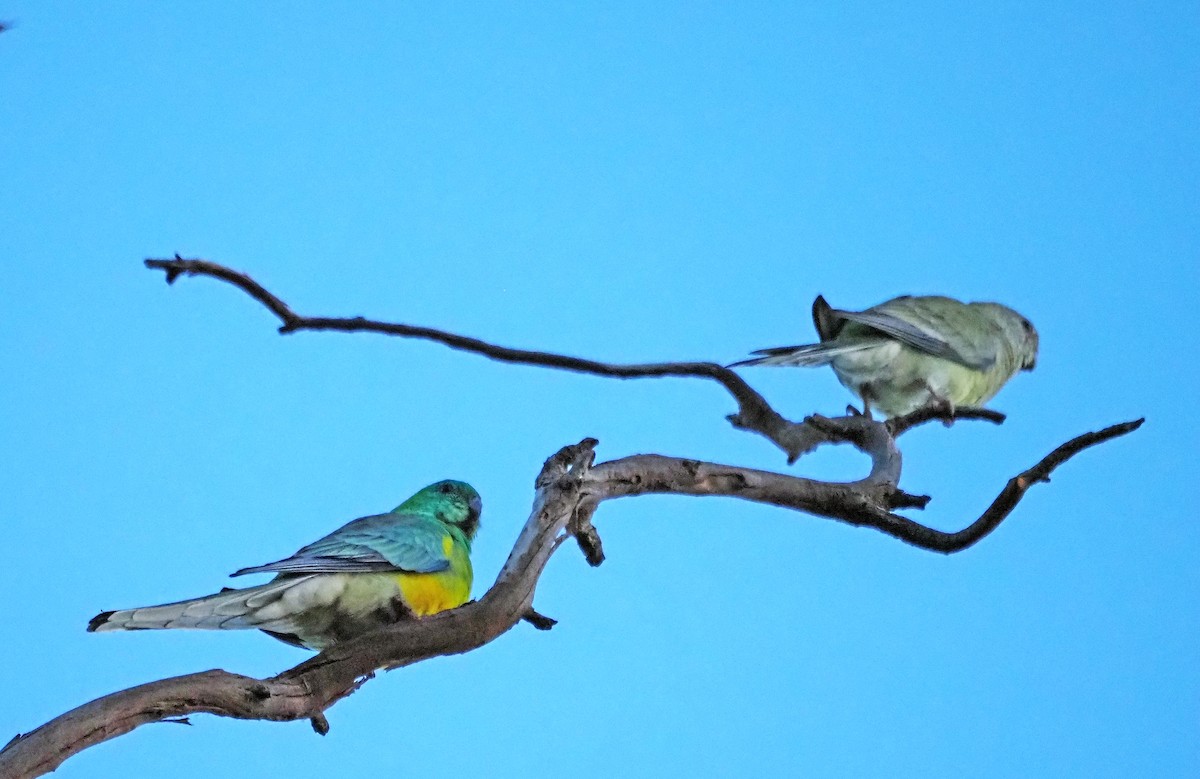 Red-rumped Parrot - Steve Law
