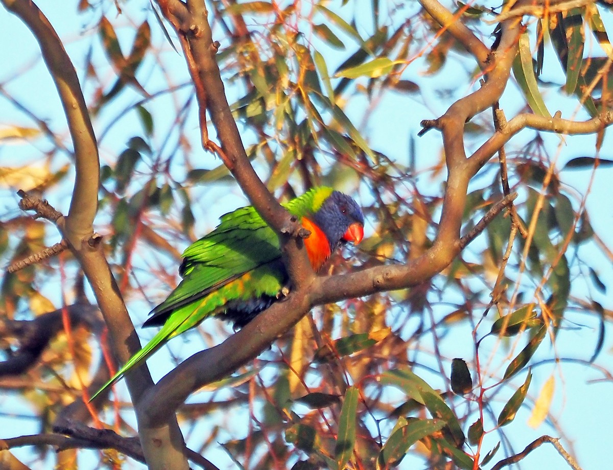 Rainbow Lorikeet - Steve Law