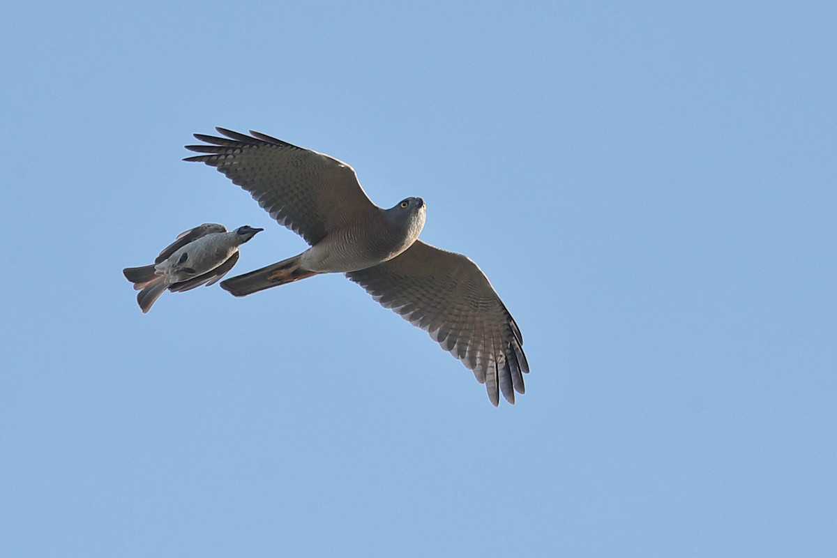 Brown Goshawk - Todd Burrows