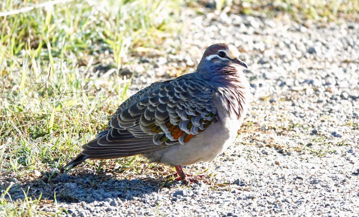 Common Bronzewing - Russell Scott