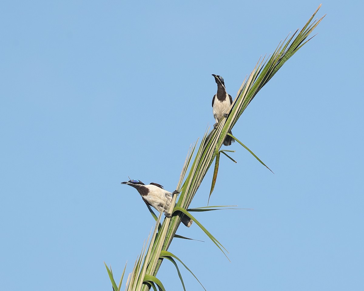 Blue-faced Honeyeater (White-quilled) - ML619117912