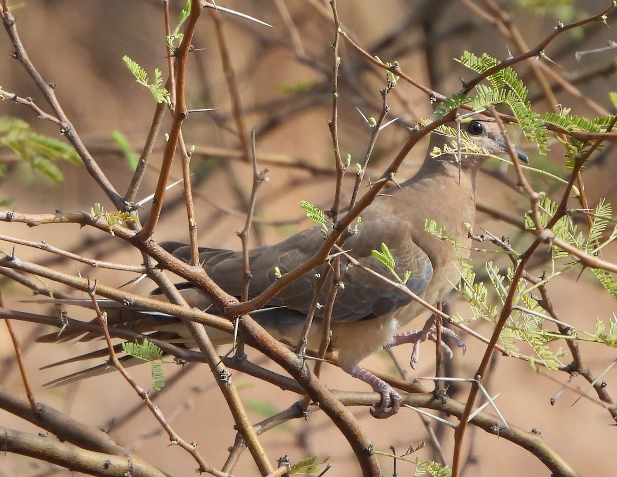 Laughing Dove - Prof Chandan Singh Dalawat