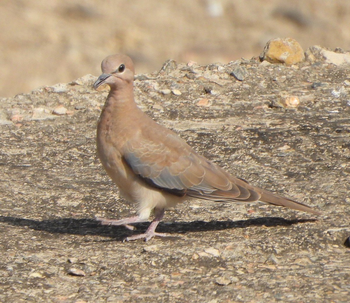 Laughing Dove - ML619117940