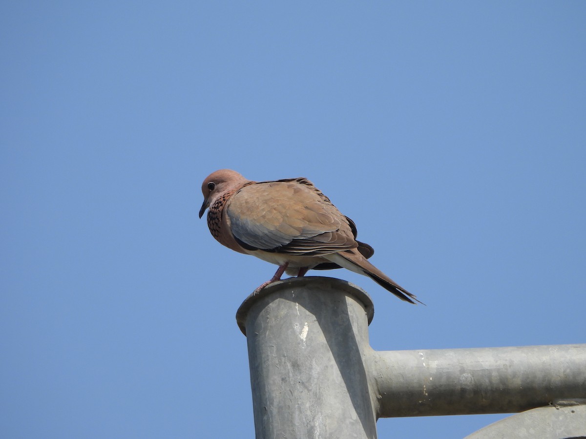 Laughing Dove - Prof Chandan Singh Dalawat