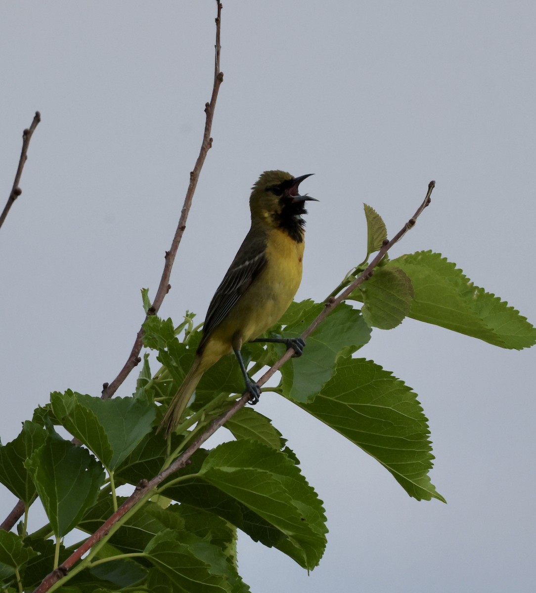 Orchard Oriole - Cheryl Rosenfeld