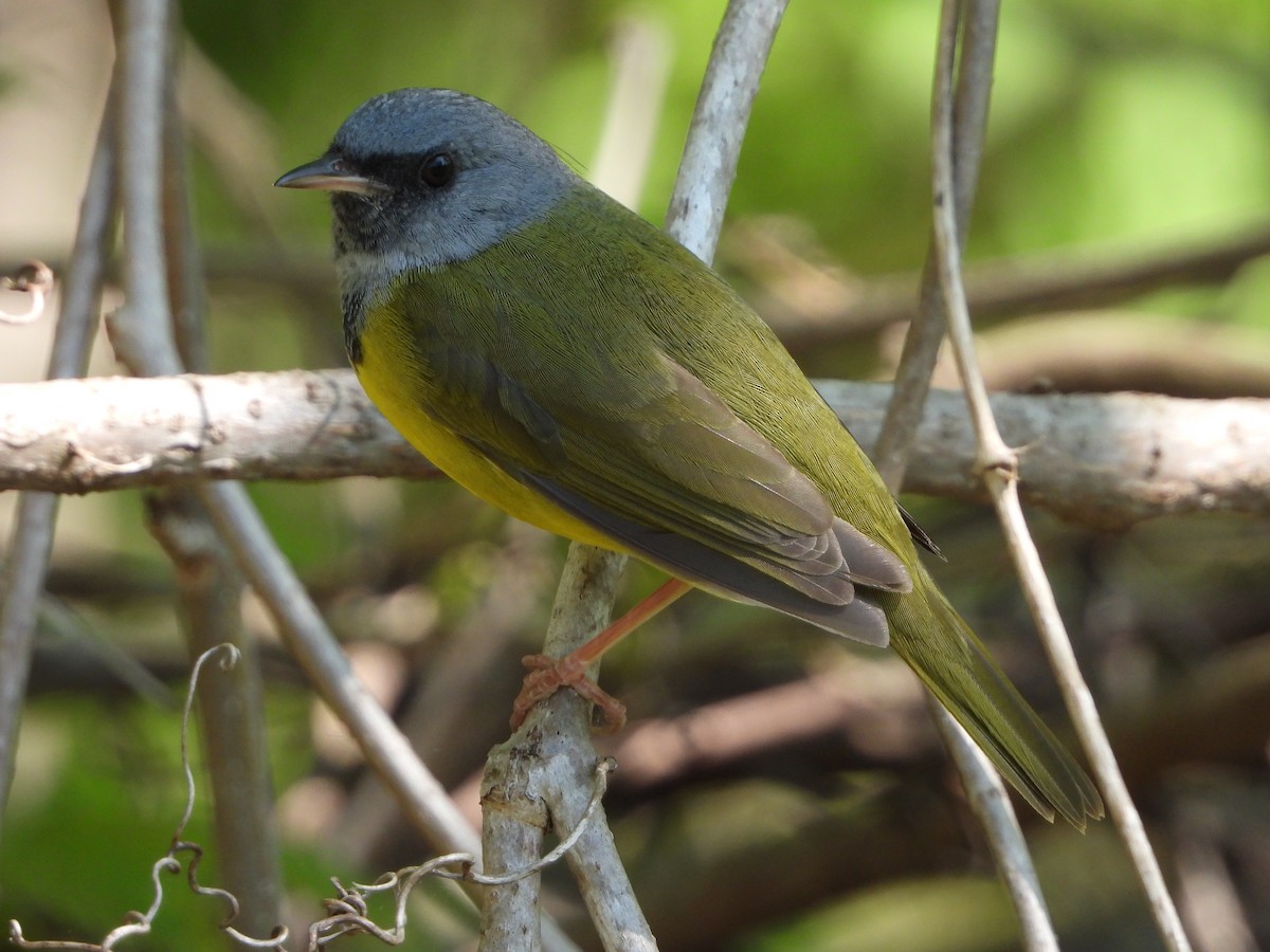 Mourning Warbler - Dan Shuber