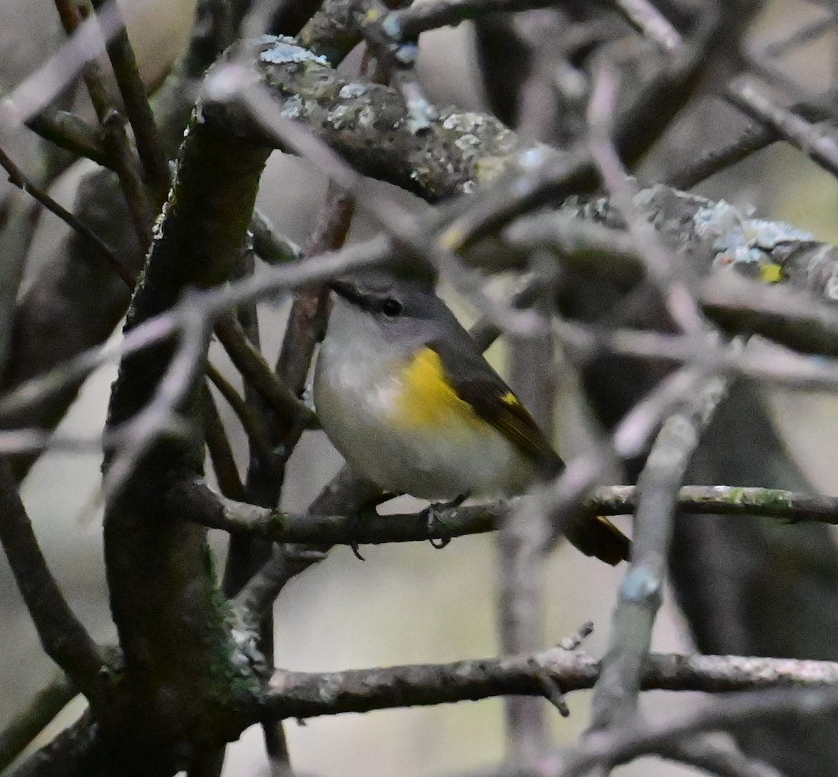 American Redstart - Nicolle and H-Boon Lee