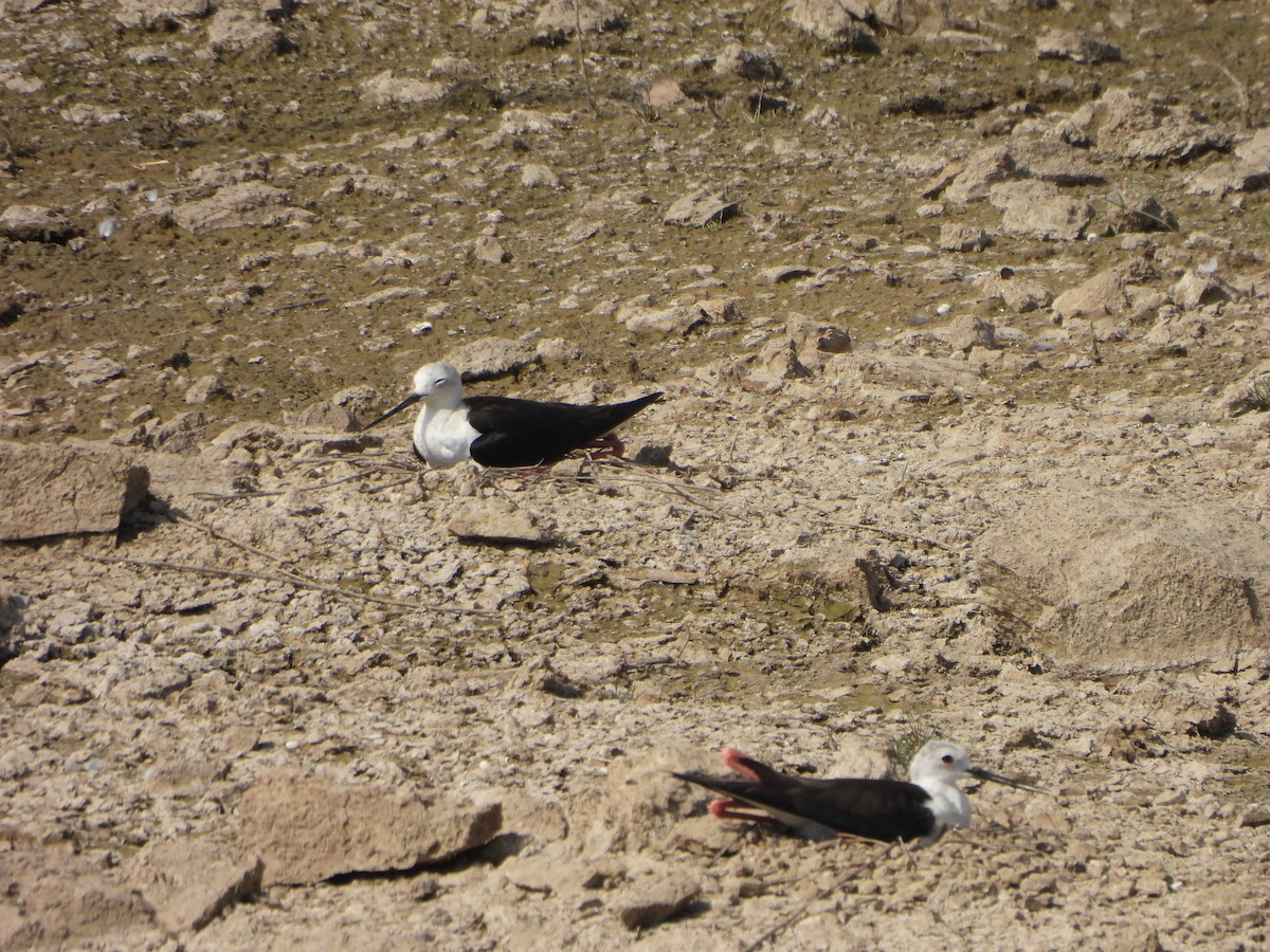 Black-winged Stilt - Prof Chandan Singh Dalawat