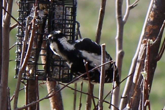 Hairy Woodpecker - Amy Ressler-Williams