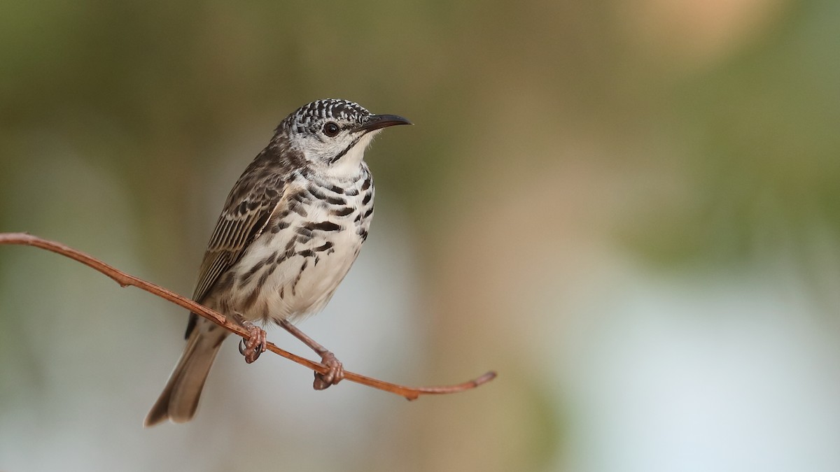 Bar-breasted Honeyeater - ML619117974