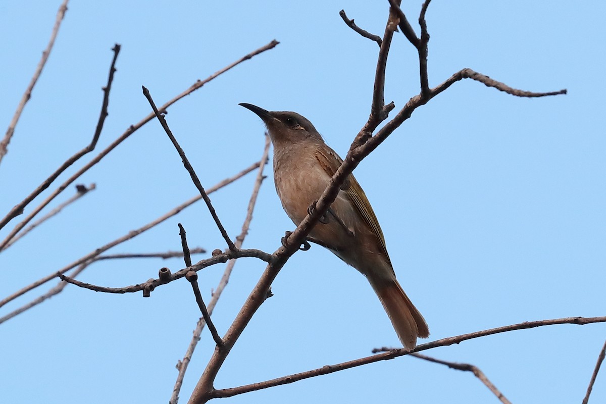 Brown Honeyeater - Todd Burrows