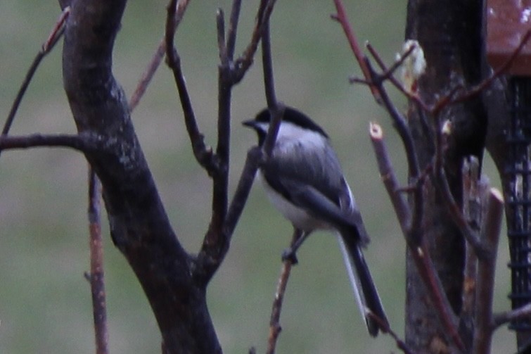 Black-capped Chickadee - Amy Ressler-Williams