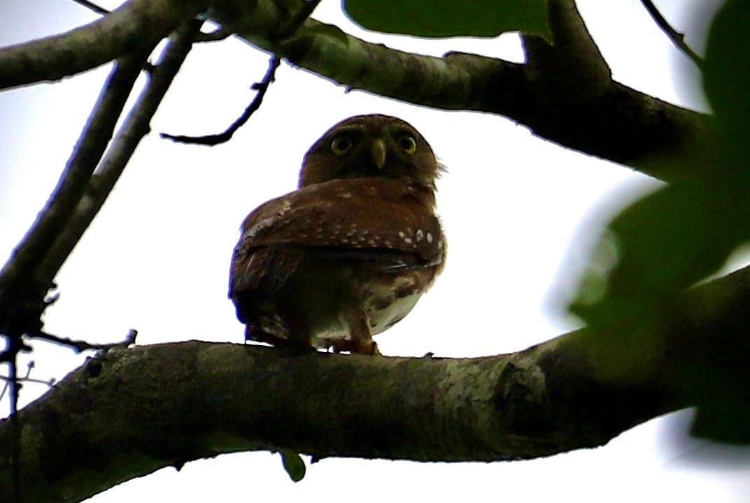 Ferruginous Pygmy-Owl - Andres Felipe Bonilla