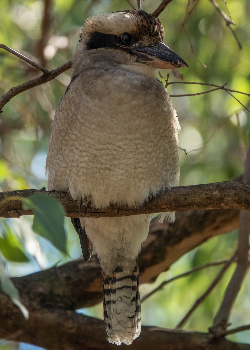 Laughing Kookaburra - Geoffrey Groom