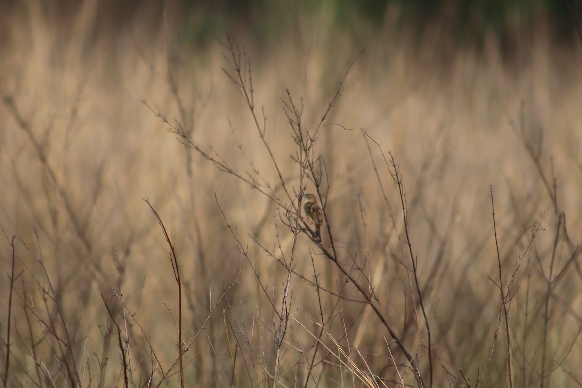 Zitting Cisticola - ML619118015