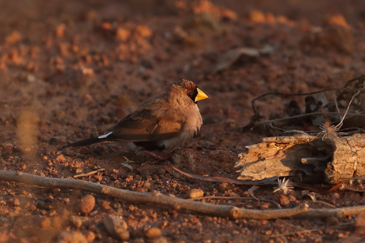 Masked Finch - Todd Burrows