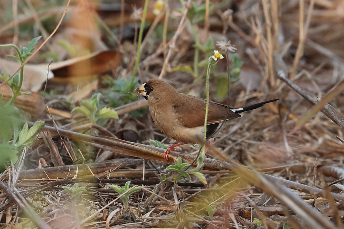 Masked Finch - ML619118024