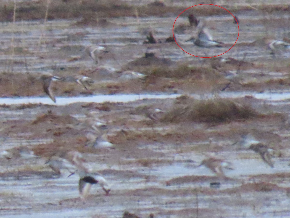 Rock Sandpiper - Laura Burke