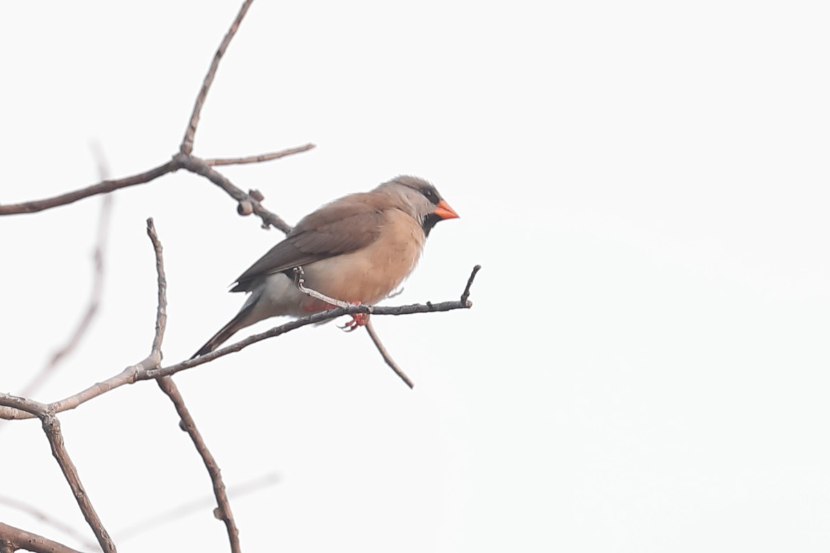 Long-tailed Finch - Todd Burrows