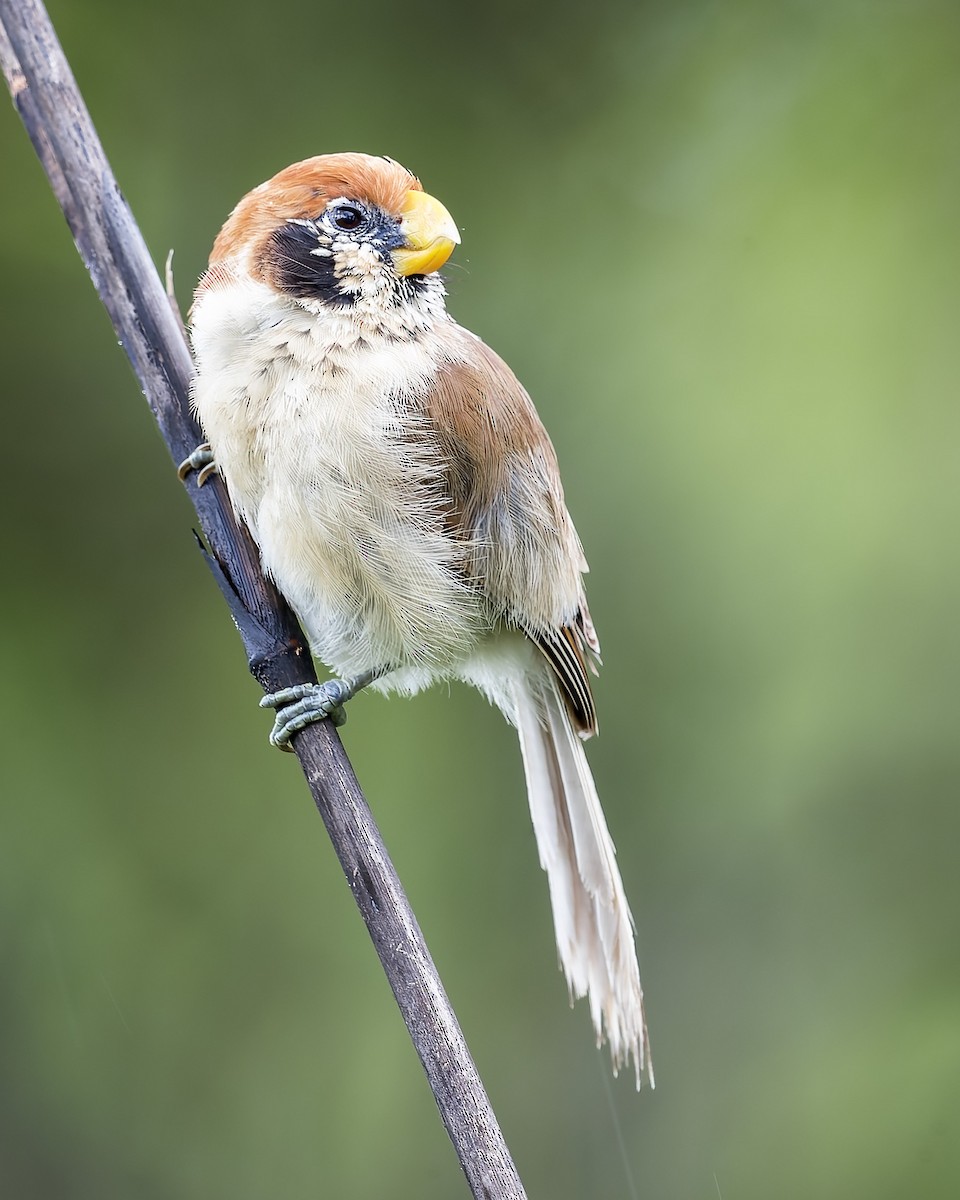 Spot-breasted Parrotbill - Se Chea