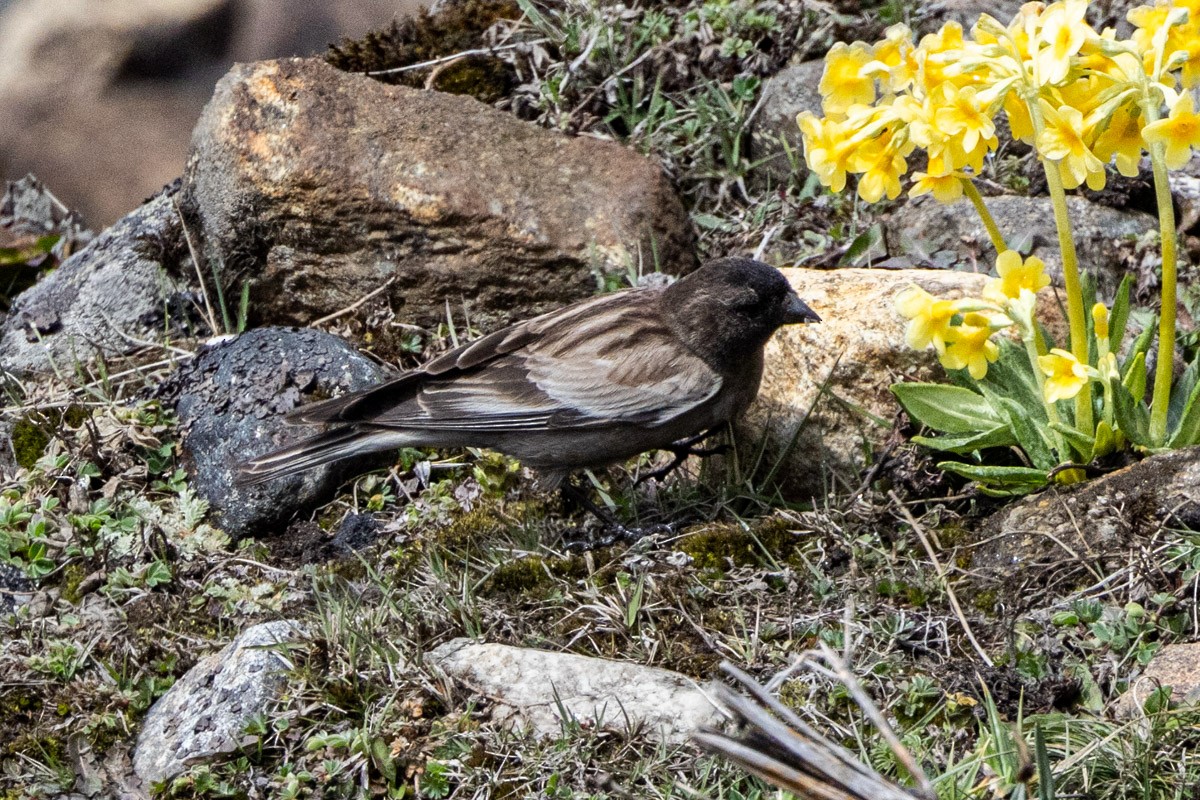 Black-headed Mountain Finch - ML619118046